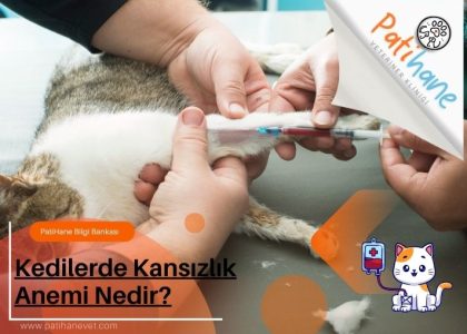 Kedilerde Kansızlık Anemi Nedir?