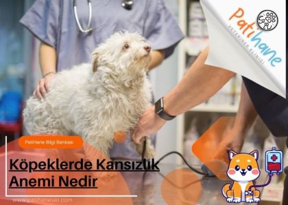 Köpeklerde Kansızlık Anemi Nedir
